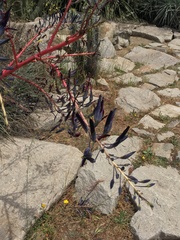 Puya coerulea