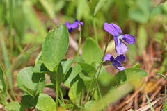 Viola adunca adunca