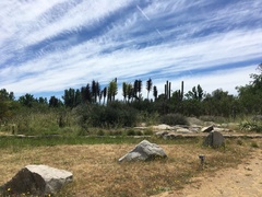 Puya coerulea