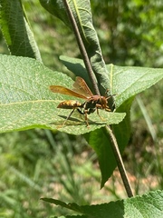 Polistes versicolor