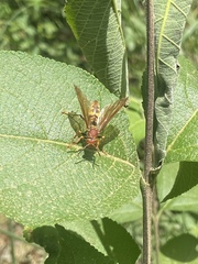 Polistes versicolor