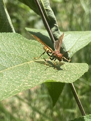 Polistes versicolor