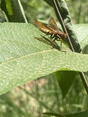 Polistes versicolor