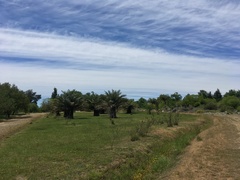 Jubaea chilensis