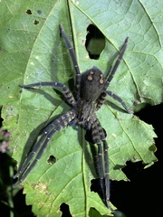 Cupiennius salei