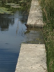 Porphyriops melanops crassirostris