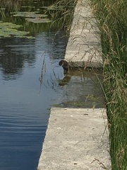 Porphyriops melanops crassirostris