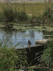 Porphyriops melanops crassirostris