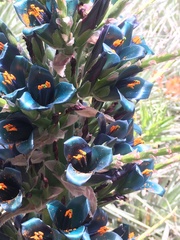 Puya alpestris