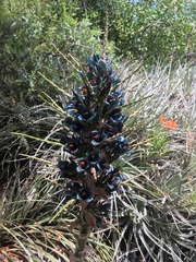Puya alpestris
