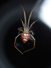 Spintharus flavidus