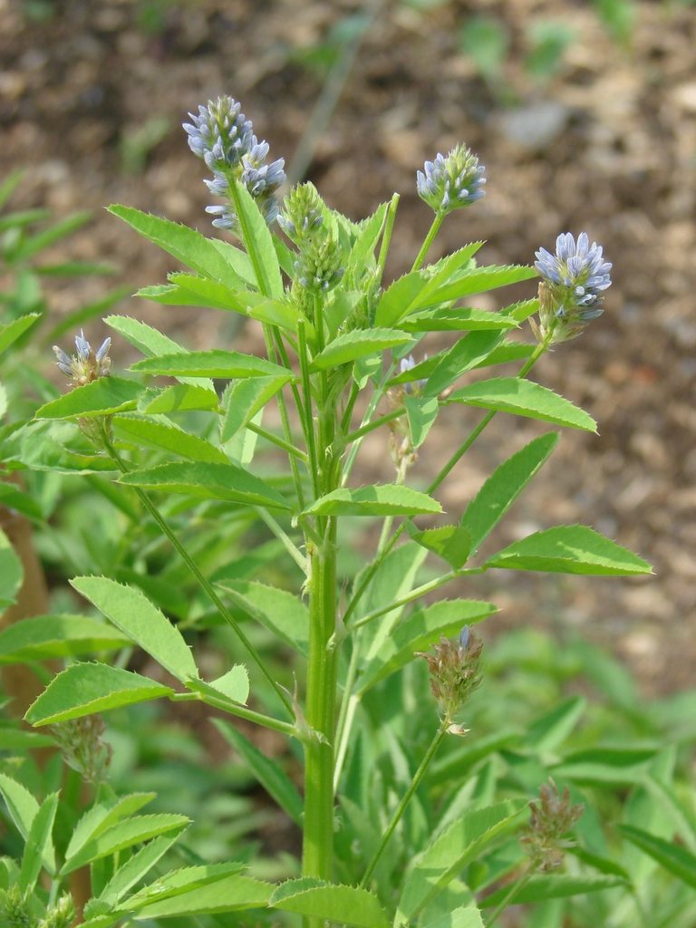 Blue fenugreek