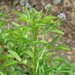 Blue Fenugreek - Photo (c) Flyout, some rights reserved (CC BY-SA)