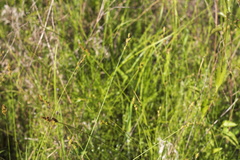 Carex festucacea