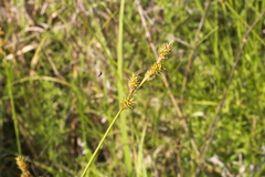 Carex festucacea