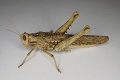 Macrolopholia