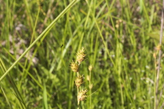 Carex festucacea