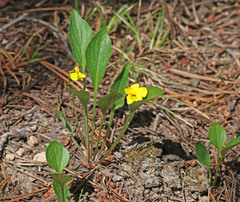Viola praemorsa linguifolia