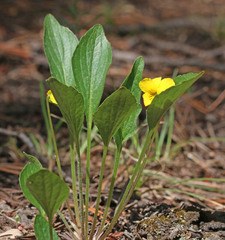 Viola praemorsa linguifolia