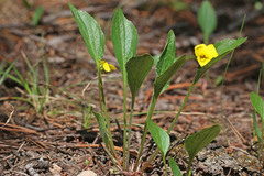 Viola praemorsa linguifolia