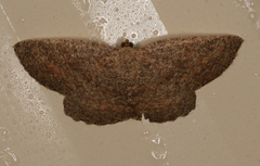 Casbia melanops