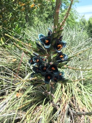 Puya alpestris
