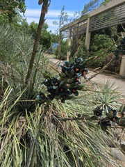 Puya alpestris