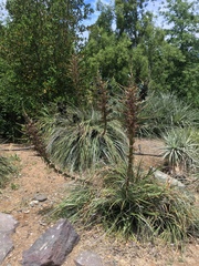 Puya alpestris