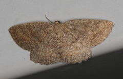 Casbia melanops