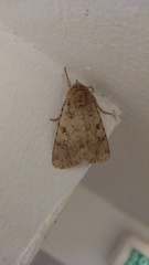 Amphipyra effusa