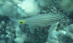 Cheilodipterus artus