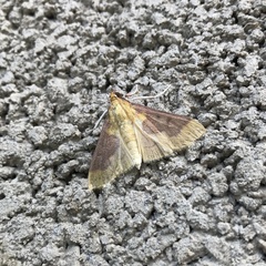 Polygrammodes ponderalis