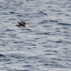 Ichthyaetus leucophthalmus