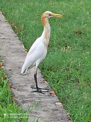 Bubulcus ibis