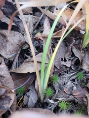 Spiranthes arcisepala