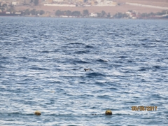 Ichthyaetus leucophthalmus