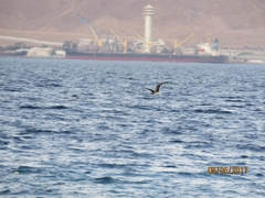 Ichthyaetus leucophthalmus