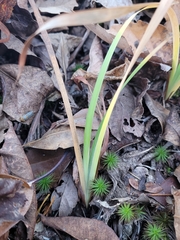 Spiranthes arcisepala