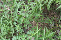 Carex reniformis