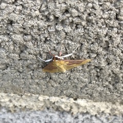 Polygrammodes ponderalis