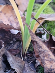 Spiranthes arcisepala