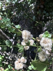 Baccharis racemosa