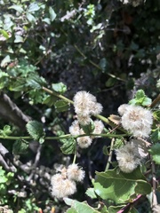 Baccharis racemosa