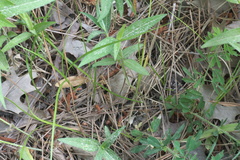 Carex reniformis