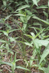 Carex festucacea