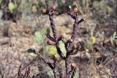 Cylindropuntia thurberi