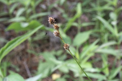 Carex festucacea