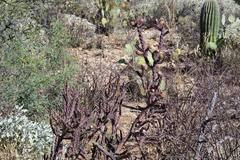 Cylindropuntia thurberi