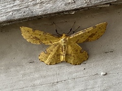 Xanthotype urticaria