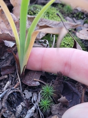 Spiranthes arcisepala